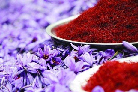 یک درصد زمین های گندم و جو لرستان، زعفران کاری می گردد