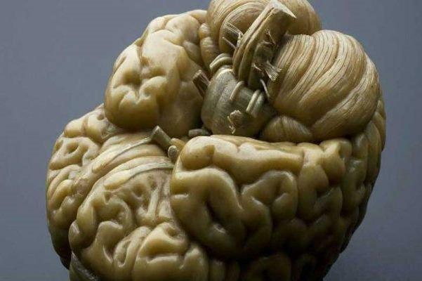 سمپوزیوم تازه های نقشه برداری مغز برگزار می شود سمپوزیوم تازه های نقشه برداری مغز برگزار می گردد