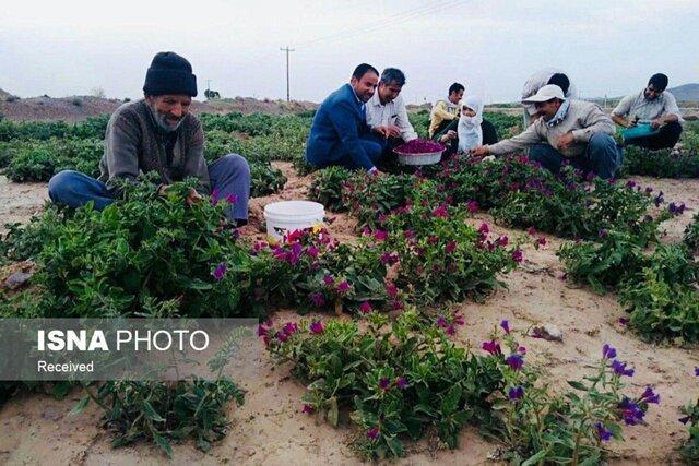 پیش بینی برداشت 1 تن گل گاوزبان از اولین مزرعه کشت الگویی پیش بینی برداشت 1 تن گل گاوزبان از اولین مزرعه کشت الگویی در بجستان